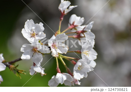 満開に咲いた桜 満開に咲いた桜 124730821