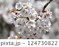 春の日差しを浴びる桜 124730822