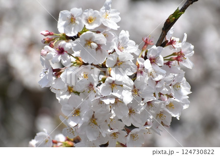 春の日差しを浴びる桜 春の日差しを浴びる桜 124730822