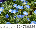 ネモフィラの花 124730886