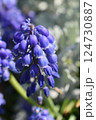 ムスカリの花 124730887