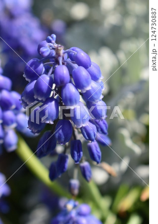 ムスカリの花 ムスカリの花 124730887