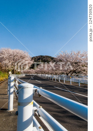 道路沿いに続く桜の道 名豊道路 蒲郡バイパス 蒲郡西インター 南側 道路沿いに続く桜の道 名豊道路 蒲郡バイパス 蒲郡西インター 南側 124730920
