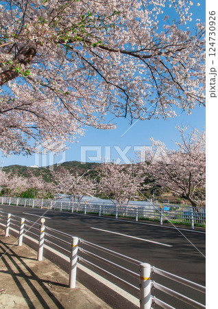 満開の桜と青い空　名豊道路 蒲郡バイパス 蒲郡西インター　南側 124730926