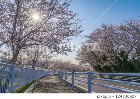 桜のある風景 名豊道路 蒲郡バイパス 蒲郡西インター 南側 桜のある風景 名豊道路 蒲郡バイパス 蒲郡西インター 南側 124730927