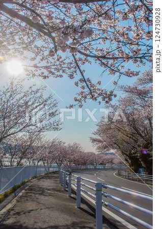 桜のある風景 名豊道路 蒲郡バイパス 蒲郡西インター 南側 桜のある風景 名豊道路 蒲郡バイパス 蒲郡西インター 南側 124730928