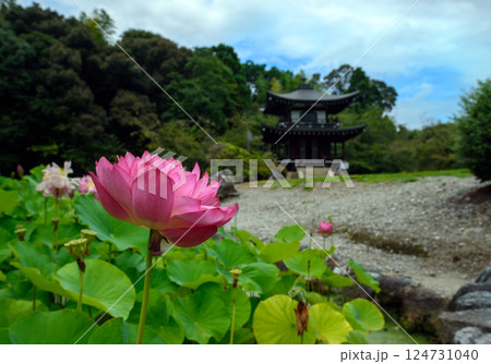 池のほとりに咲くピンクのハスの花と観音堂 124731040