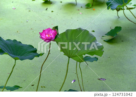 夏の勧修寺の氷室池 夏の勧修寺の氷室池 124731042
