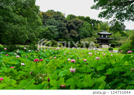 池のほとりに咲くピンクのハスの花と観音堂 池のほとりに咲くピンクのハスの花と観音堂 124731044