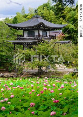池のほとりに咲くピンクのハスの花と観音堂 124731046