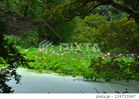 夏の勧修寺の氷室池 124731047
