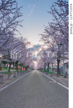 桜トンネル 4 豊川市役所 中央図書館 ジオスペース館 陸上競技場 124731054