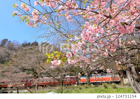 わたらせ渓谷鐵道「水沼駅周辺の桜とトロッコわたらせ渓谷号」 124731154