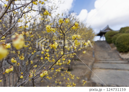 黄色いロウバイの花 黄色いロウバイの花 124731159