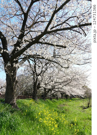 青空に映える絶景の見沼田んぼ桜回廊の桜 青空に映える絶景の見沼田んぼ桜回廊の桜 124731366