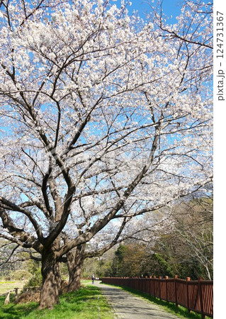 青空に映える絶景の見沼田んぼ桜回廊の桜 青空に映える絶景の見沼田んぼ桜回廊の桜 124731367