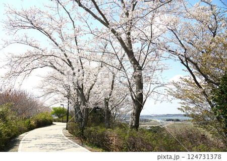 満開の桜の花が映える城山公園桜まつりの風景 満開の桜の花が映える城山公園桜まつりの風景 124731378