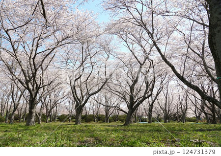 満開の桜の花が映える城山公園桜まつりの風景 124731379