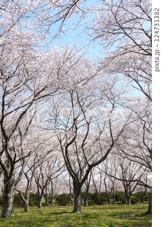 満開の桜の花が映える城山公園桜まつりの風景 満開の桜の花が映える城山公園桜まつりの風景 124731382