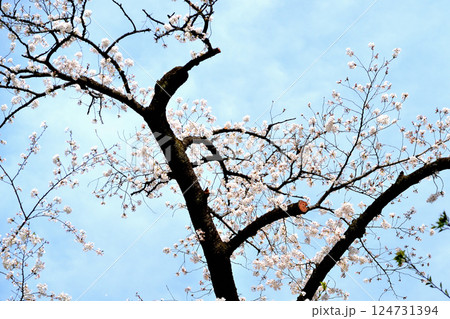 春の花、さくら 124731394