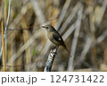 枝にとまるジョウビタキのメス 124731422