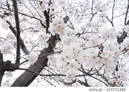 満開の桜が春の訪れを告げる② 満開の桜が春の訪れを告げる② 124731466