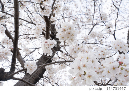 満開の桜が春の訪れを告げる③ 満開の桜が春の訪れを告げる③ 124731467