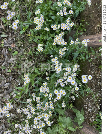 5月上旬、森の中に咲くハルジオンの花です。 124731512