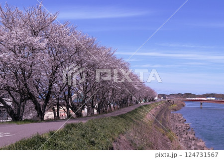 島根県益田市 益田川沿いの桜並木 島根県益田市 益田川沿いの桜並木 124731567