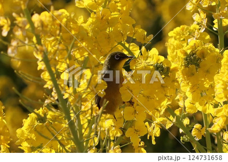 《湘南二宮町吾妻山公園》満開の菜の花とメジロ 《湘南二宮町吾妻山公園》満開の菜の花とメジロ 124731658