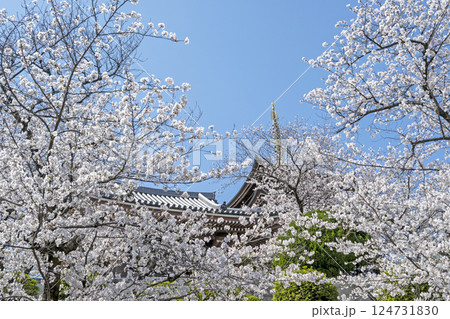 春の覚王山日泰寺 春の覚王山日泰寺 124731830