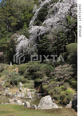 島根県益田市 医光寺 庭園の枝垂れ桜 島根県益田市 医光寺 庭園の枝垂れ桜 124731945