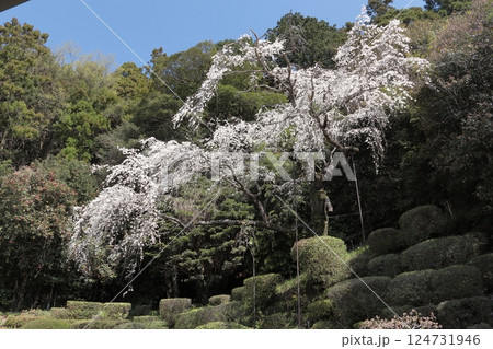 島根県益田市　医光寺　庭園の枝垂れ桜 124731946