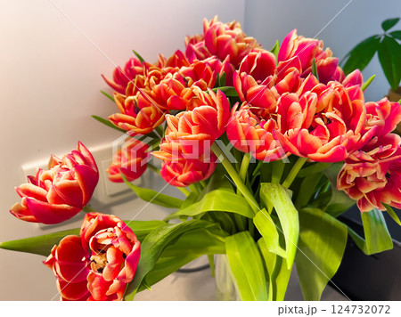 A bouquet of red speckled tulip flowers stands in the kitchen A bouquet of red speckled tulip flowers stands in the kitchen 124732072