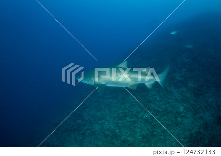 シロワニ 小笠原 東京都 シロワニ 小笠原 東京都 124732133