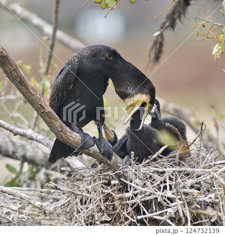 命をつなぐ親鳥の愛情① 124732139
