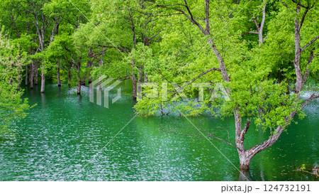 白川湖の水没林 124732191