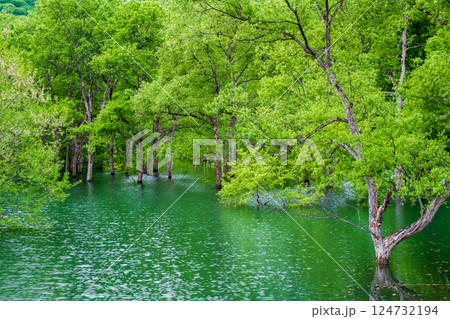 白川湖の水没林 白川湖の水没林 124732194