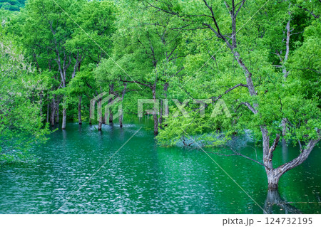 白川湖の水没林 124732195