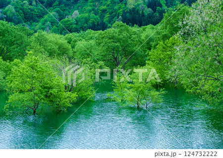 白川湖の水没林 124732222