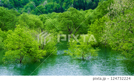 白川湖の水没林 124732224