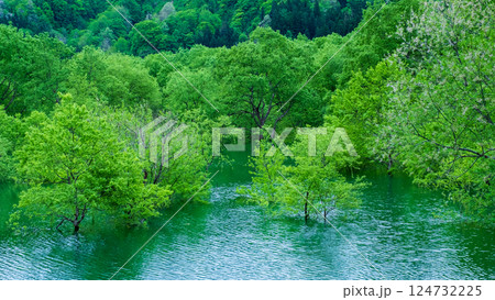 白川湖の水没林 124732225