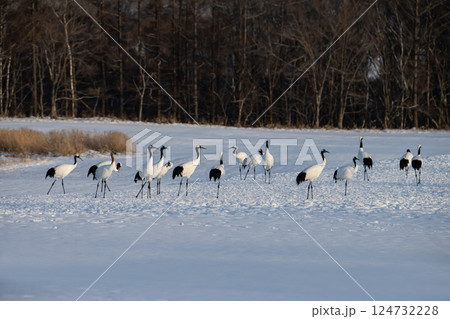 雪原のタンチョウツル 124732228