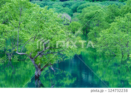 白川湖の水没林 124732238