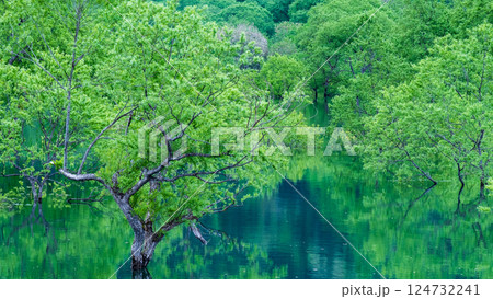 白川湖の水没林 白川湖の水没林 124732241
