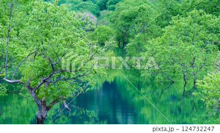 白川湖の水没林 白川湖の水没林 124732247