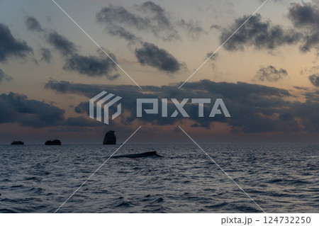 ザトウクジラ 小笠原 ザトウクジラ 小笠原 124732250