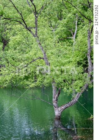 白川湖の水没林 白川湖の水没林 124732262