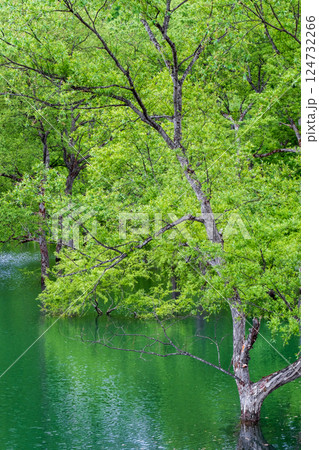 白川湖の水没林 124732266