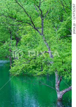 白川湖の水没林 124732267